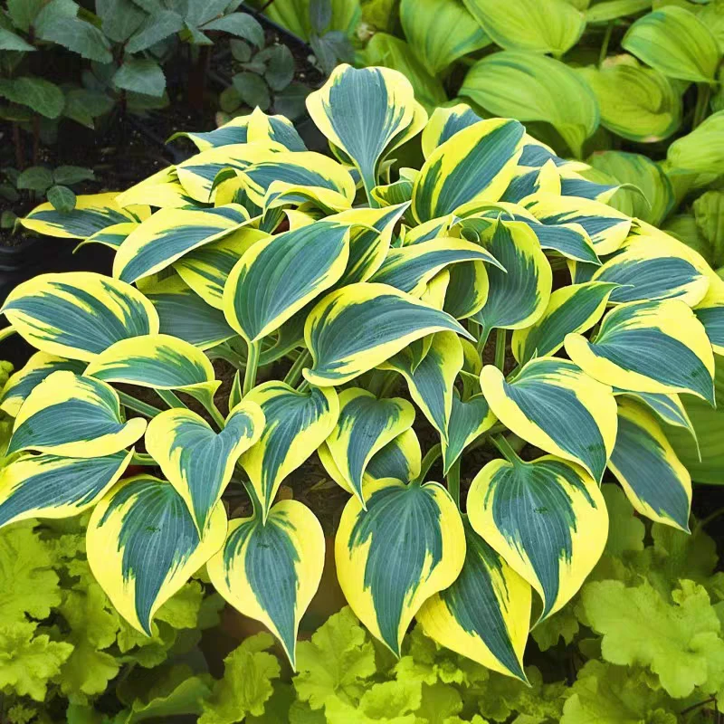 玉簪花苗多年生耐阴耐寒四季好养适合室内外花园种植