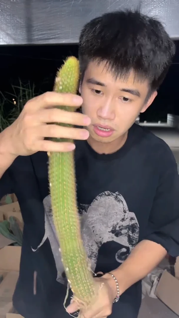 2颗 单头 双色 金妞【带根】