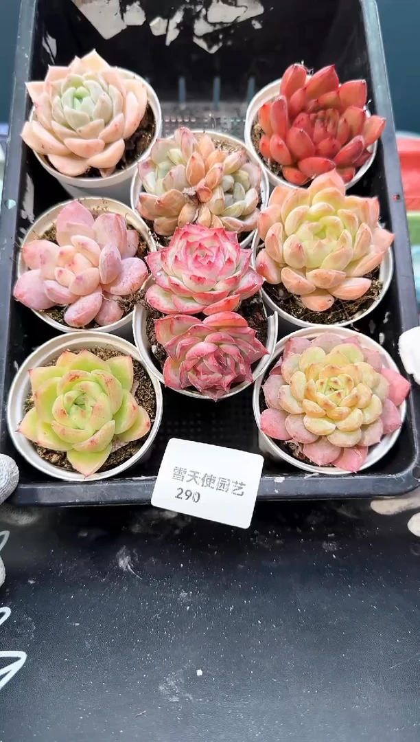 2  90   多肉8 颗