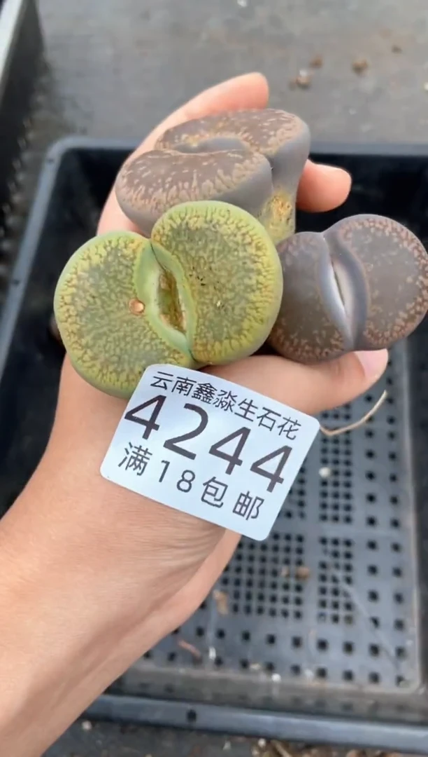 4244特价3颗日轮玉