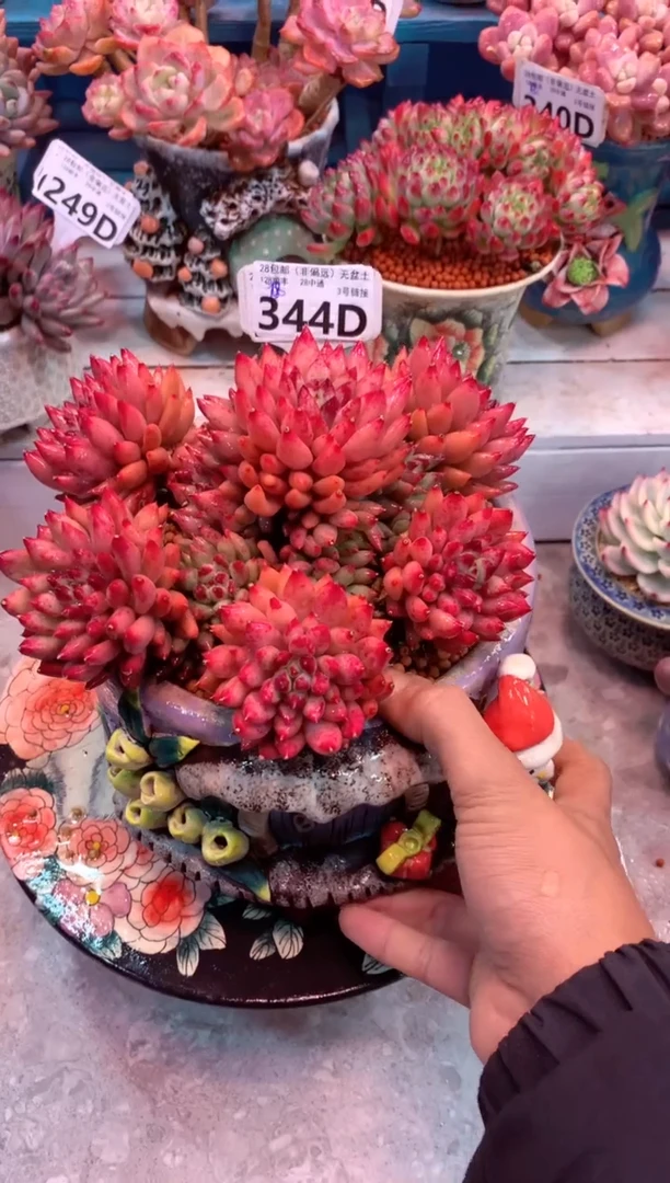 红体岩字344D（一物一拍，精品多肉，w所见即所得 ）