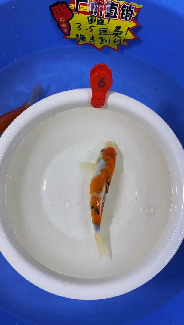 锦鲤活体二号链接