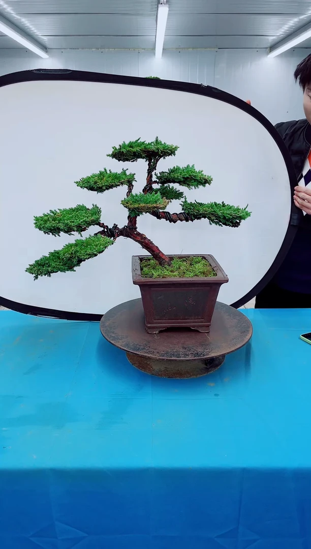 无花朵000000000000