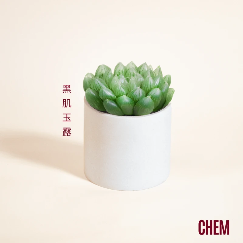 【CHEM】黑肌玉露办公室内桌面绿植多肉植物盆栽懒人好养活带盆发货