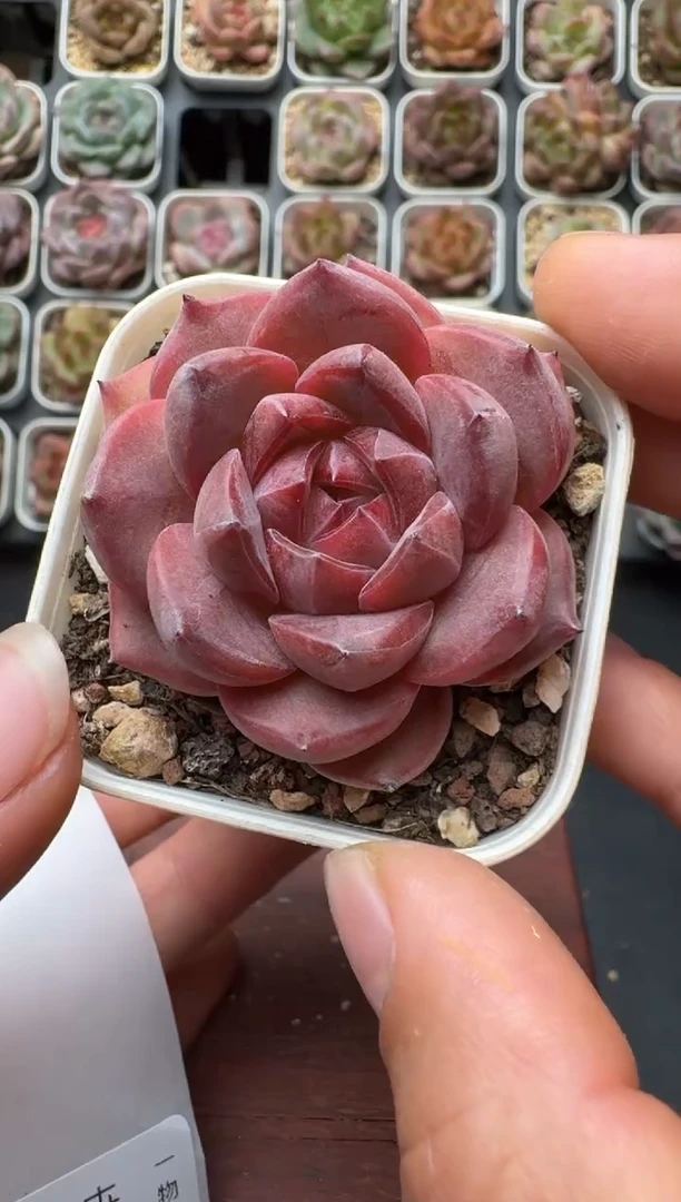 546带盆土发 当场拍3颗以上包柚 多肉植物 一物一拍