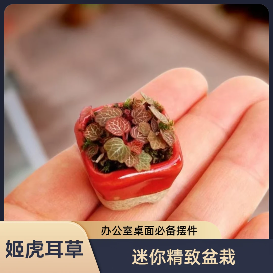 姬虎耳草新奇观叶雨林植物微盆景阳台办公室桌面盆栽绿植好养活