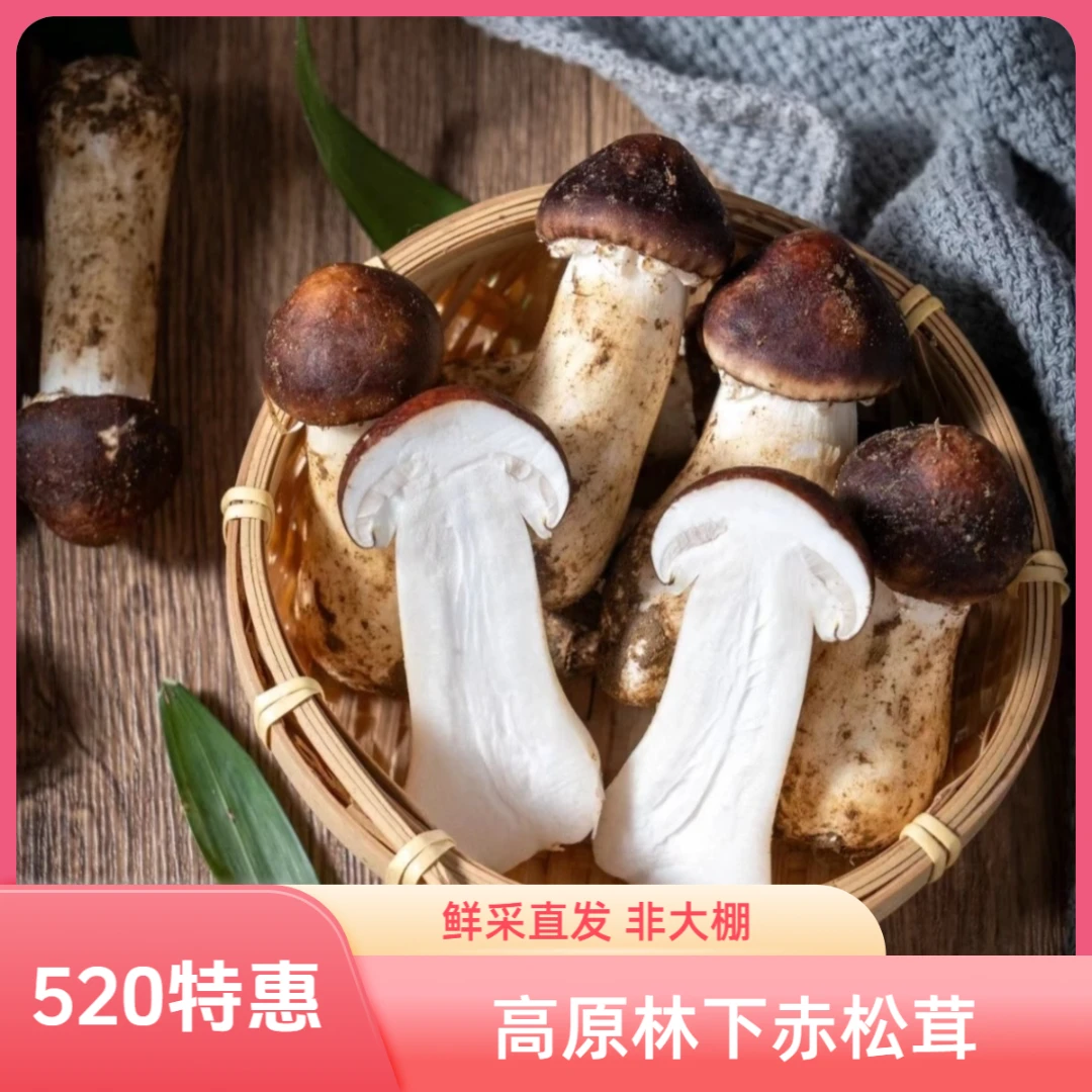 新鲜赤松茸姬松茸（非大棚）-贵州高原松林下采摘，现采现发！鲜蘑菇火锅食材煲汤食用菌 净重1.8斤赤松茸