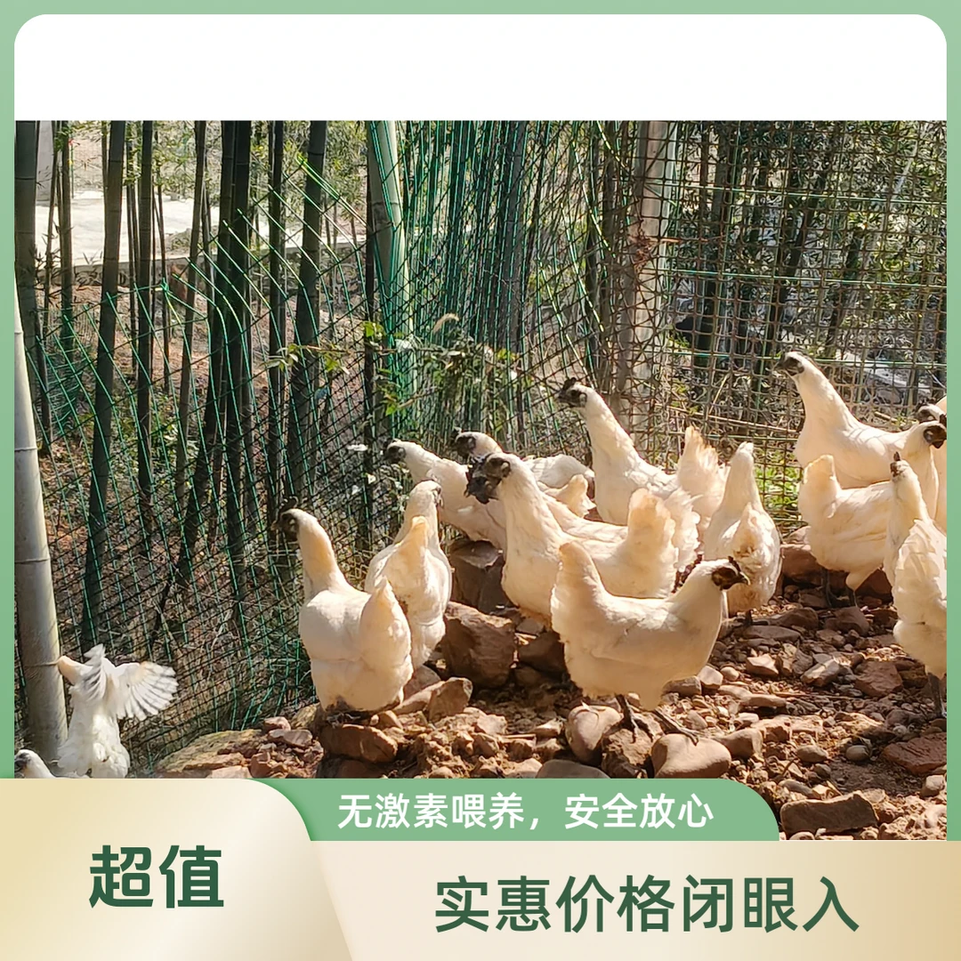 原生态散养天麻白毛乌骨鸡/竹林土鸡