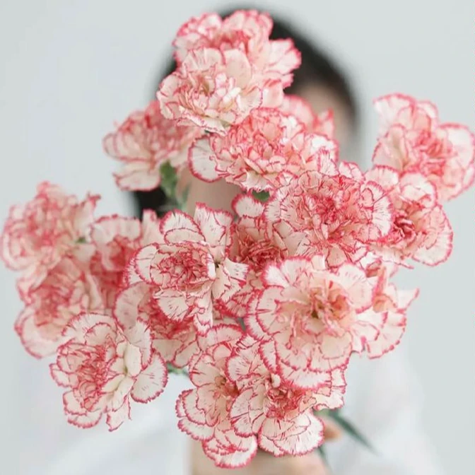 【次日达康乃馨伊人】鲜花康乃馨伊人10支鲜切花生活鲜花·基地直发·批发·全场京东包邮次日达