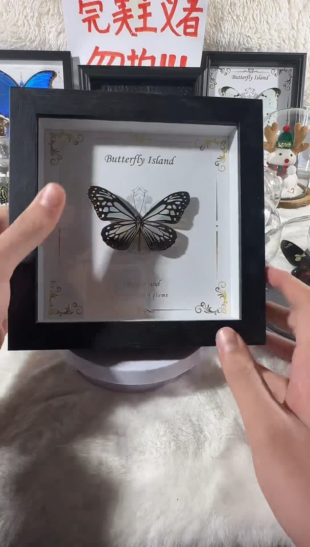 木绢斑蝶相框