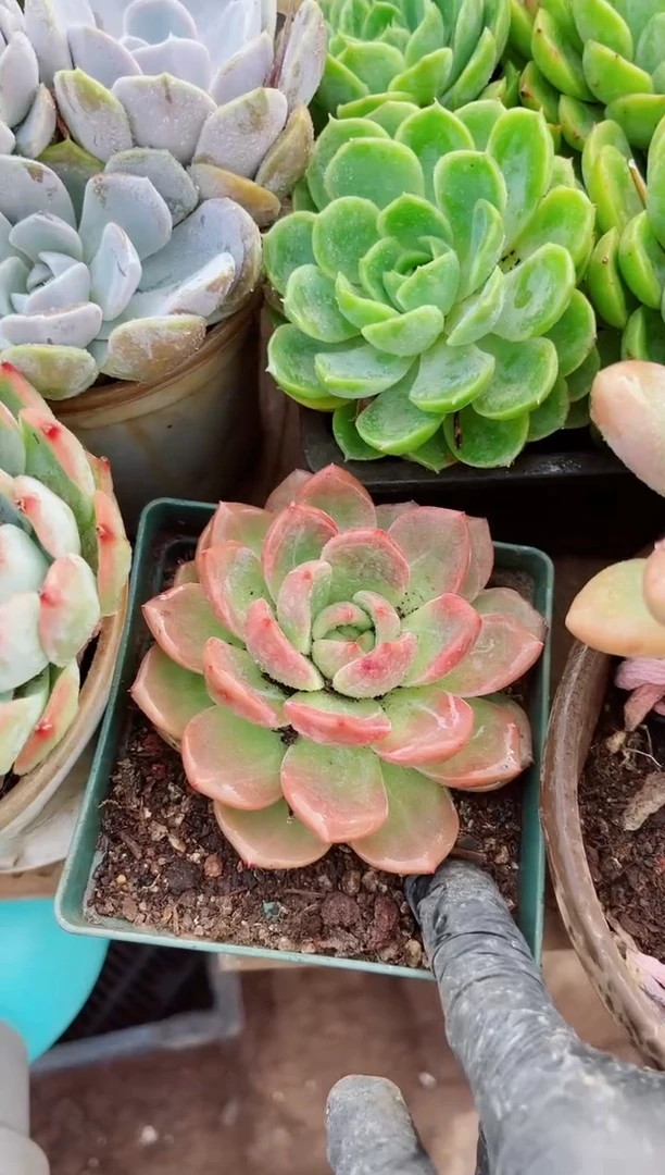 菱15106多肉植物一物一拍