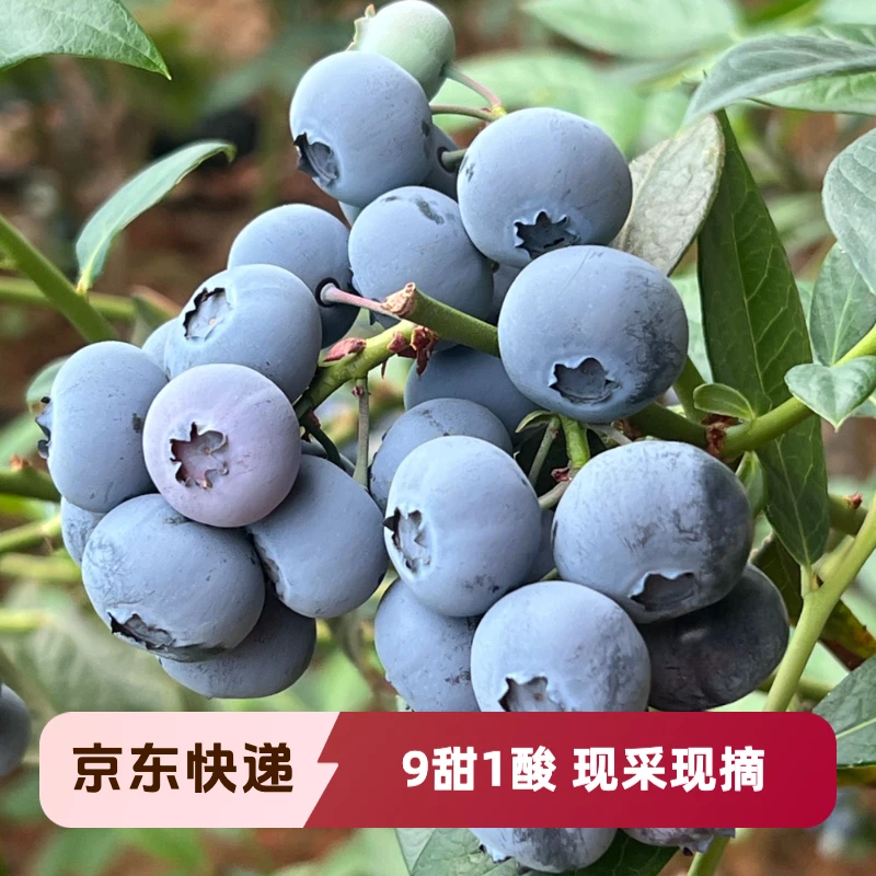 花香蓝莓 花青素450g/900g 一箱 无添加 现摘现发