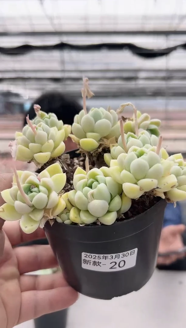 新款多肉------20