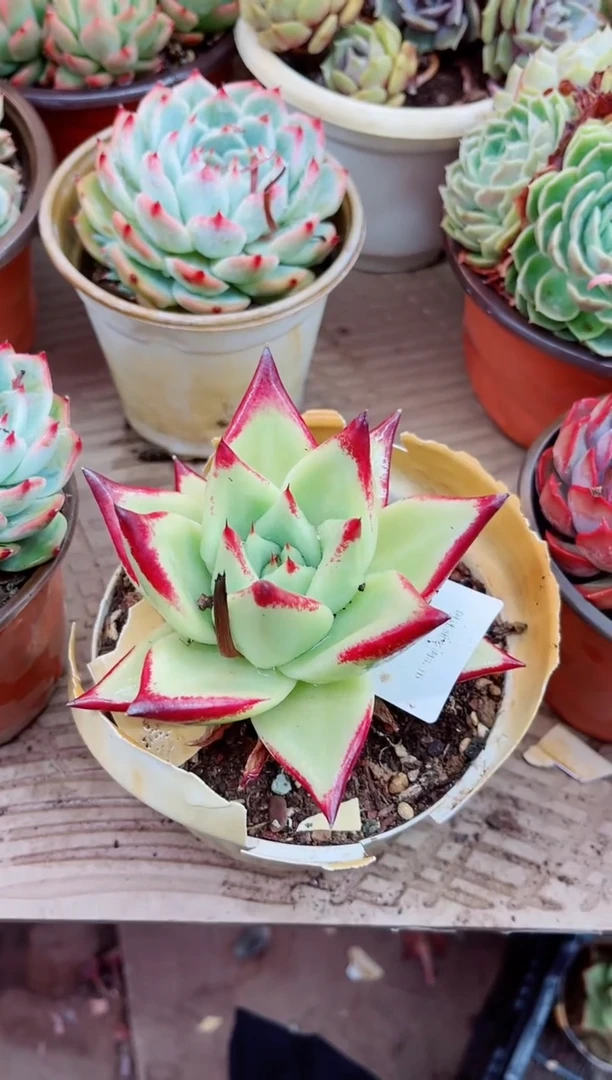 24068多肉植物一物一拍