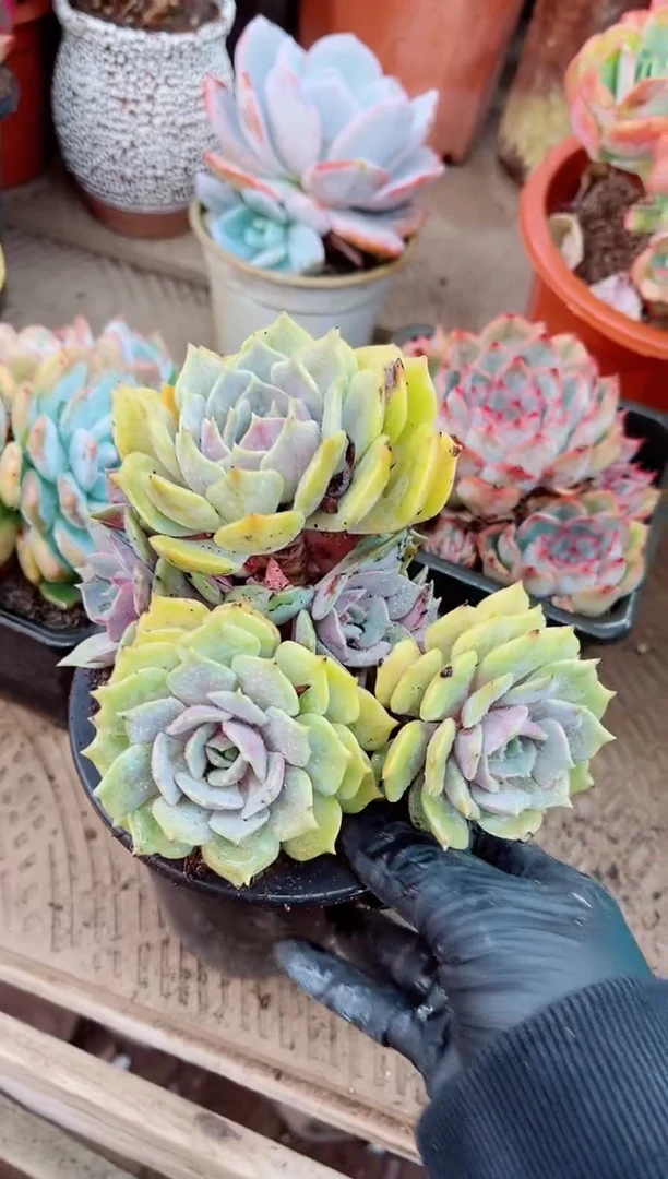 散****✨28039多肉植物一物一拍