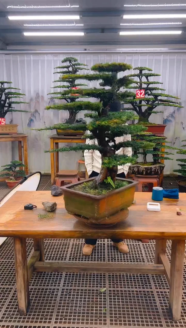 无花朵有**乐精品盆景直播间一物一拍