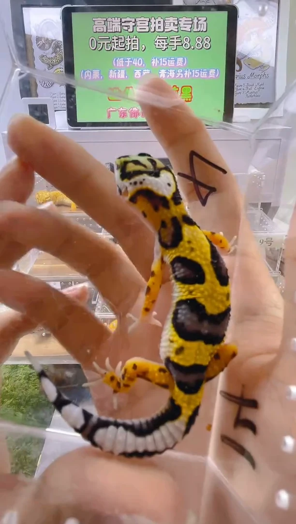 豹纹守宫豹纹守宫苗子亚成成体肥尾