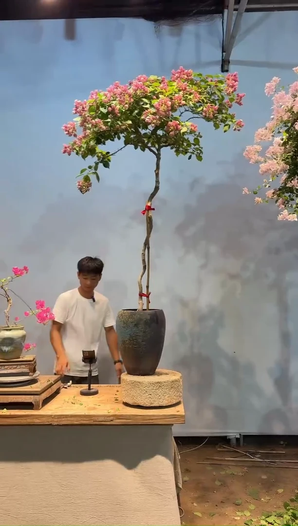 无花朵N****子三角梅专场一物一拍36