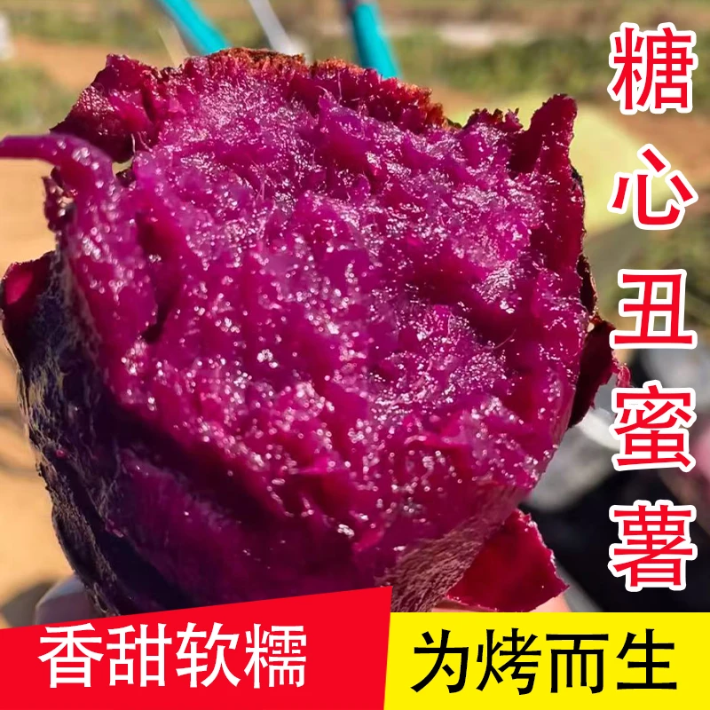 【糖心丑紫薯】黑美人泰紫一号新鲜沙地种植地瓜烤紫薯番薯红薯地瓜