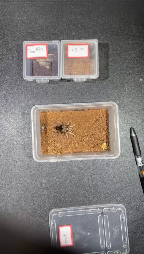 跳蛛黑钻5-6cm母