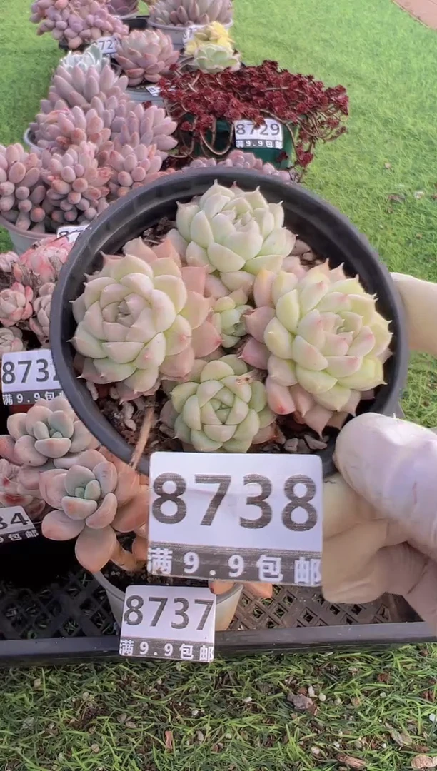 【闪购商品】信福多肉一物一拍