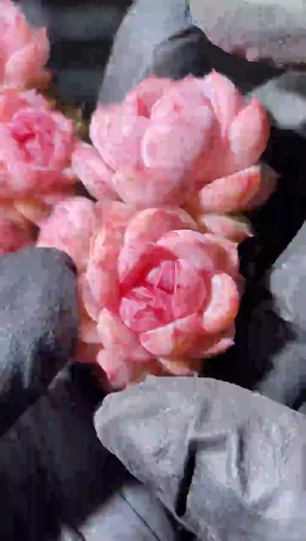 19-65 厂牌群3-4厘米不包整散量拍发一颗