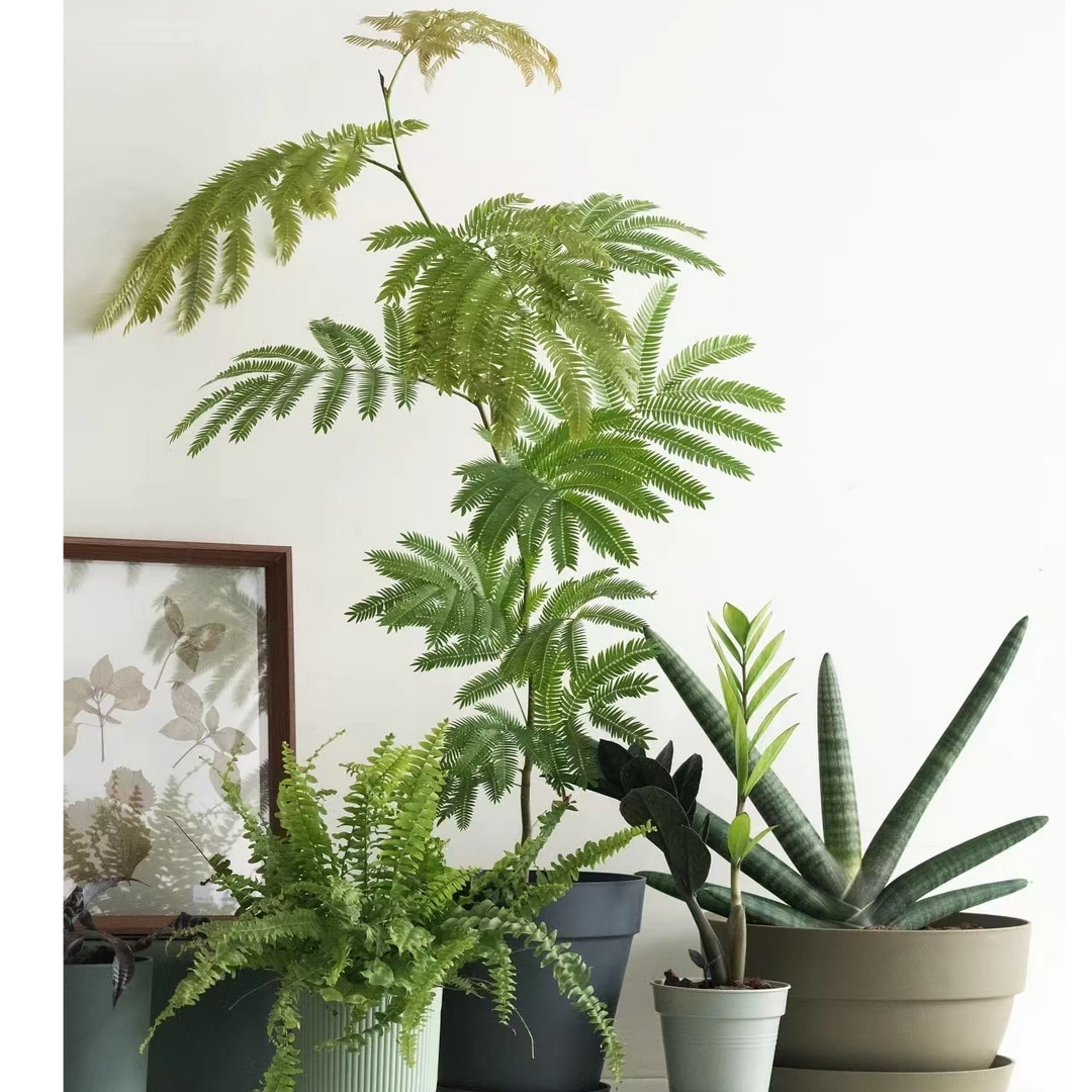 【0度以上发 大苗专拍】一物一拍 密叶猴耳环观叶热植 实际价格为准