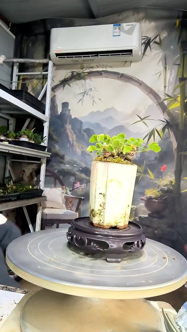 ?中青园艺一物一拍花415