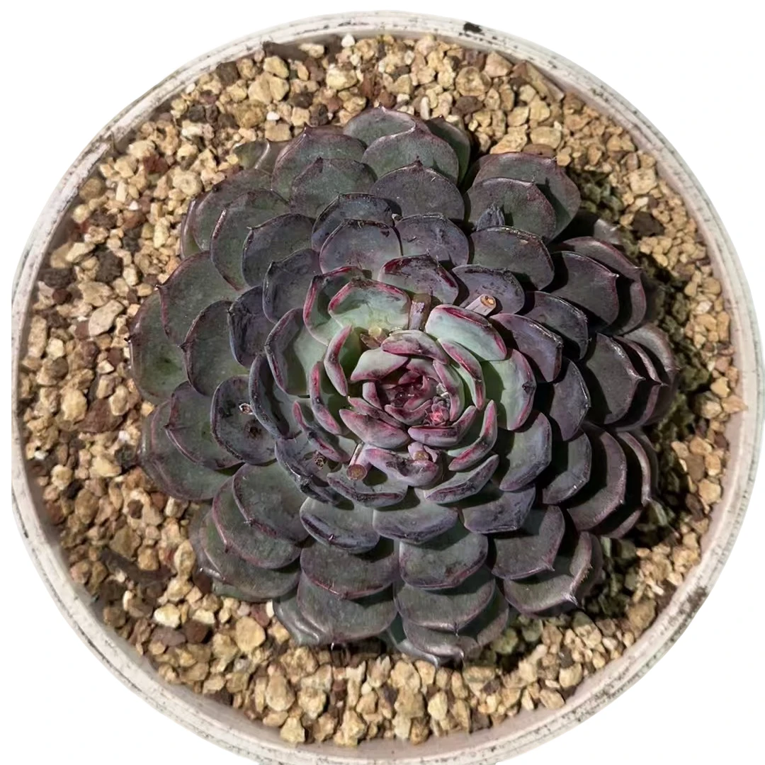 强子精品多肉 单头蓝莓 多肉植物 精控精养 净化 空气