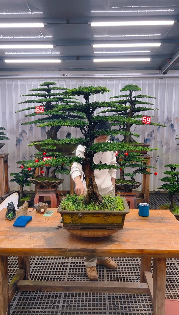 无花朵明***好精品盆景直播间一物一拍