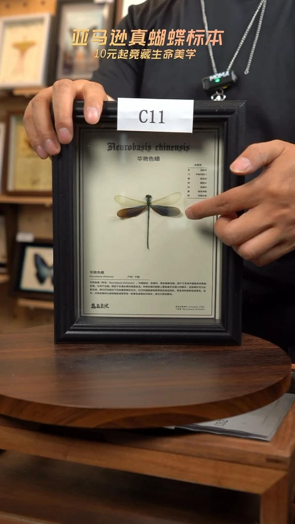 ?**?蝴蝶标本摆件一口价C11