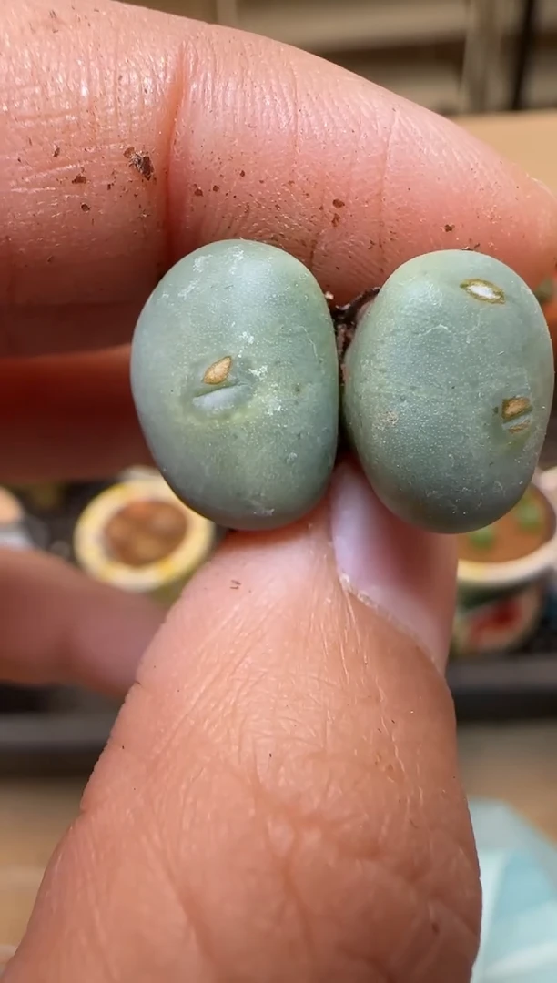 【闪购商品】7--92