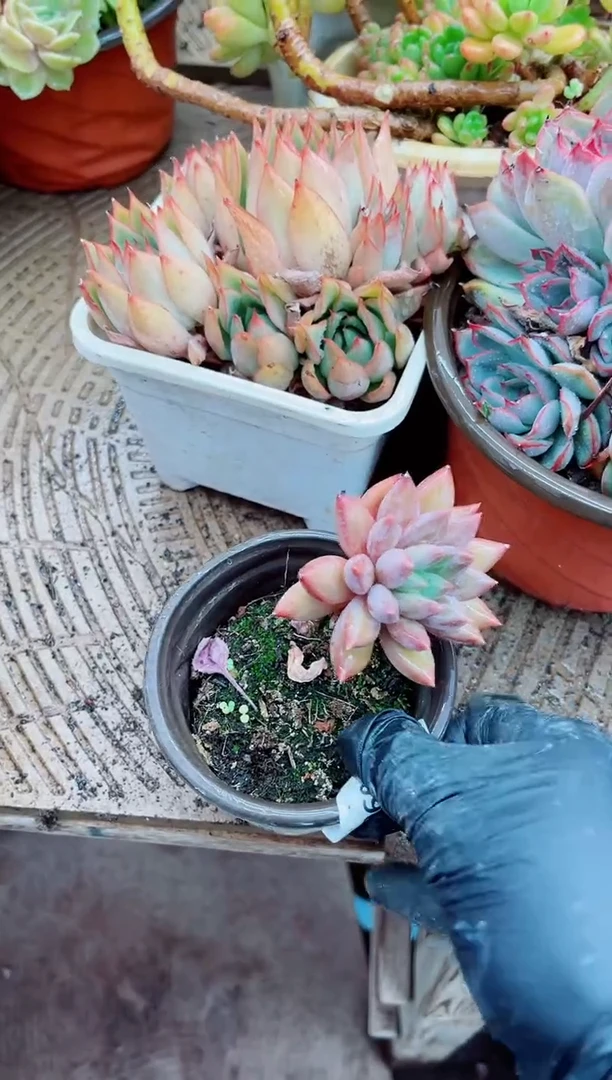 李*潇09090多肉植物一物一拍