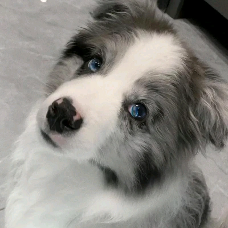 【豫东老兵犬舍】边境牧羊犬宠物狗狗边牧幼犬狗狗活体