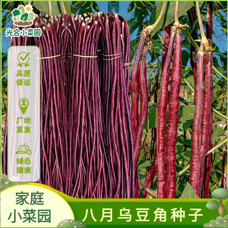 八月乌秋豆角种子四季豆种子地豇豆种籽蔬菜夏季耐热春秋长豇豆角