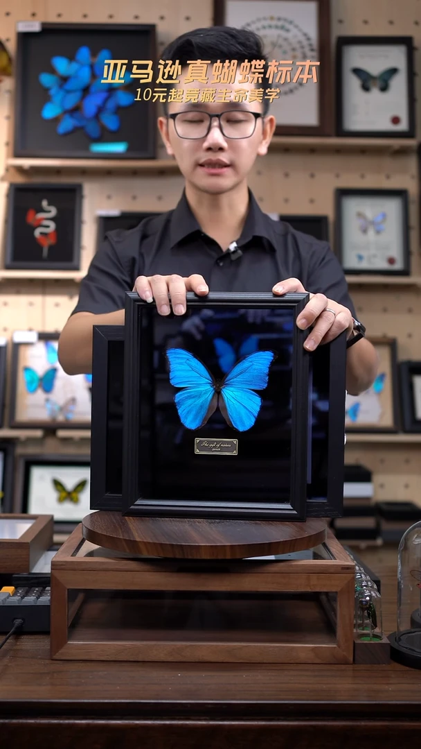 大蓝闪蝶黑绒底版10寸欧式框