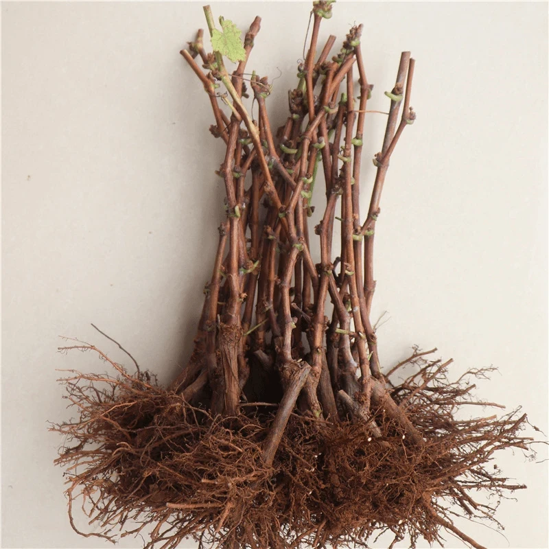 葡萄小苗葡萄树苗阳光玫瑰果树苗巨峰南北方种植庭院爬藤葡萄树苗