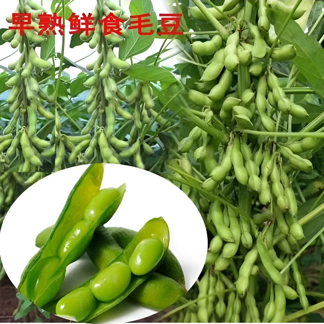 早熟毛豆种子高产大粒绿宝石重阳豆种子鲜食菜毛豆蔬菜种籽