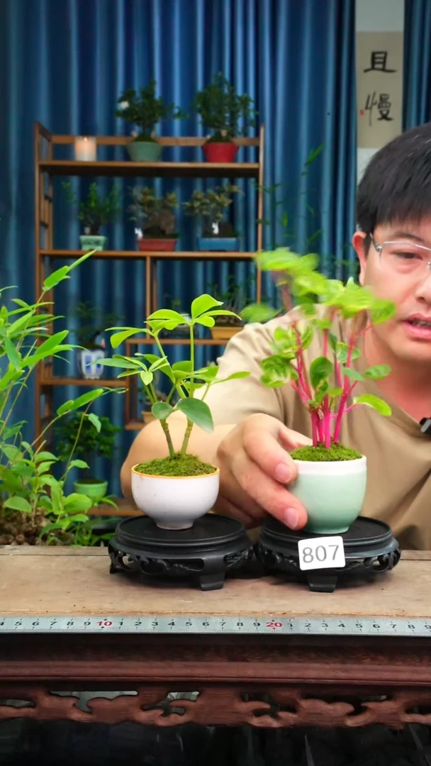 无花朵苔藓微景观807号