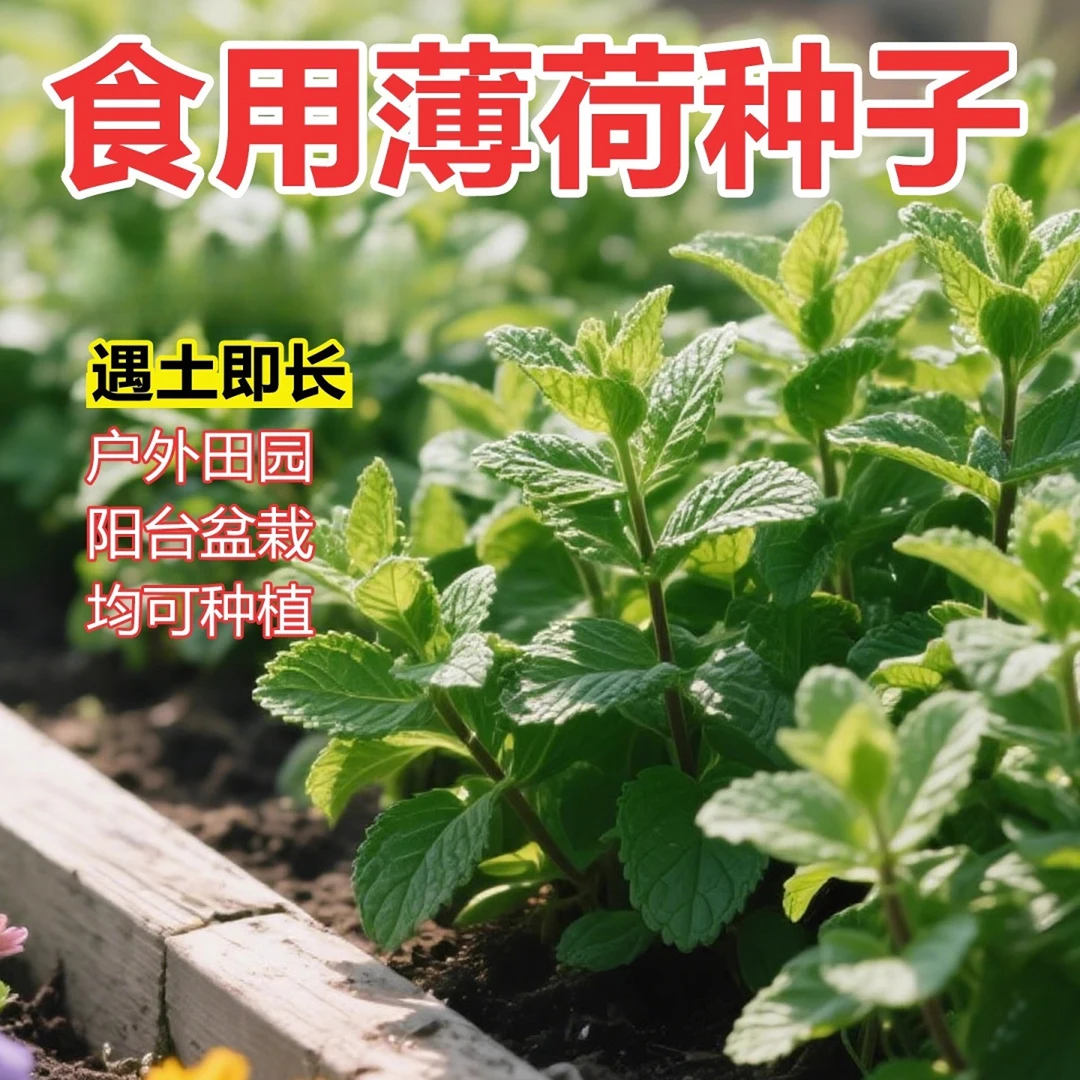 可食用驱蚊薄荷籽种留兰香柠檬苗猫薄荷四季播种阳台盆栽花种籽子
