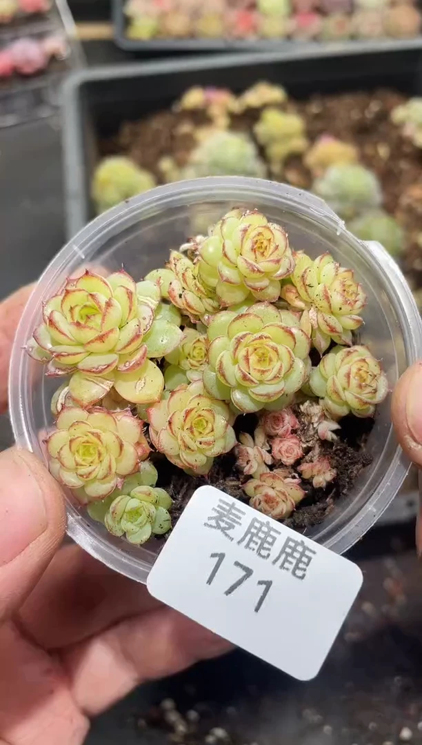 171虞姬麦秆 不包整散    量拍