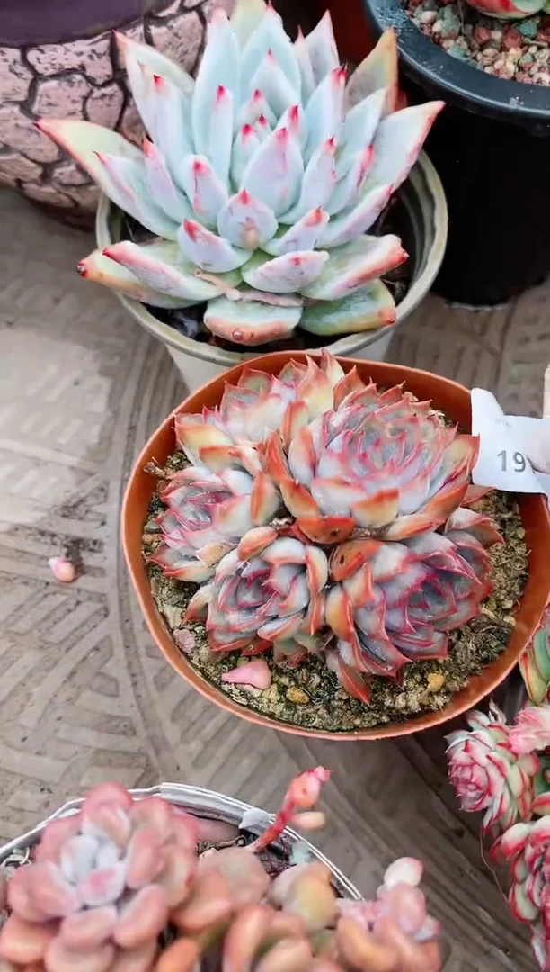 【闪购商品】19195多肉