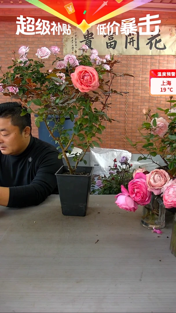 无花朵法版花宫娜