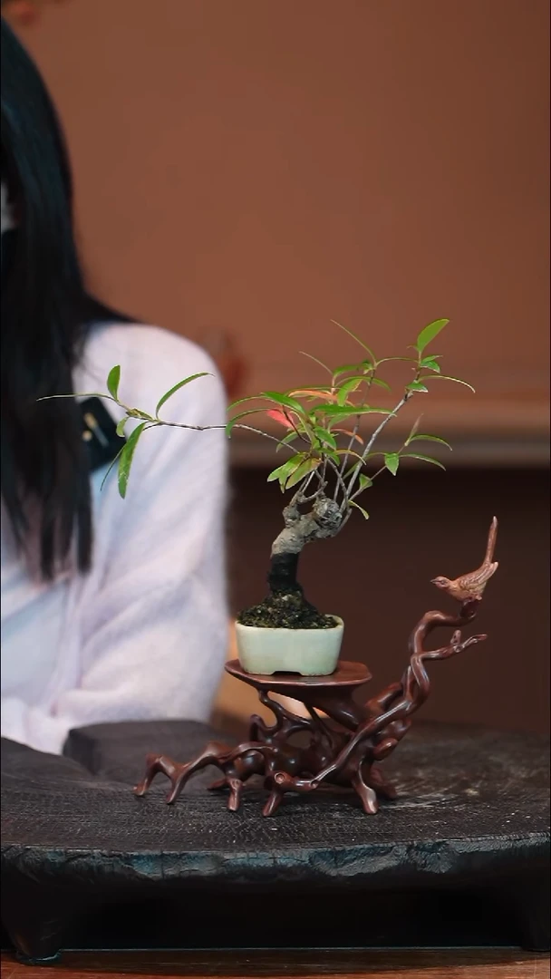 全部花朵春花盆景盆景盆景