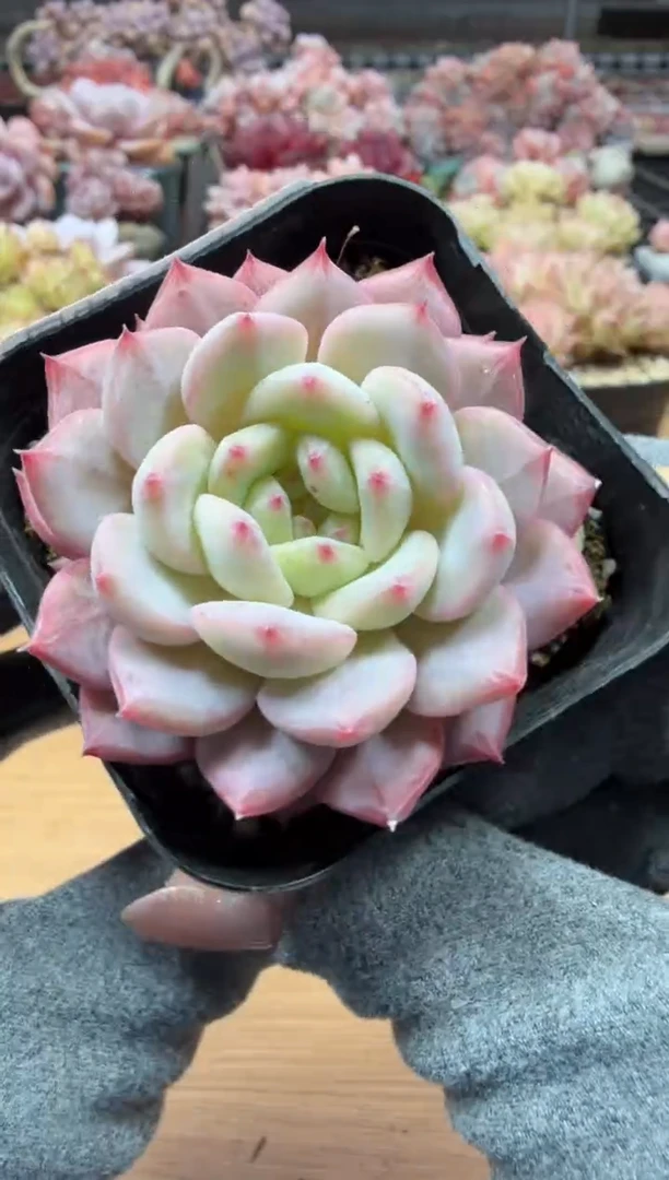 东云多肉园二店-03