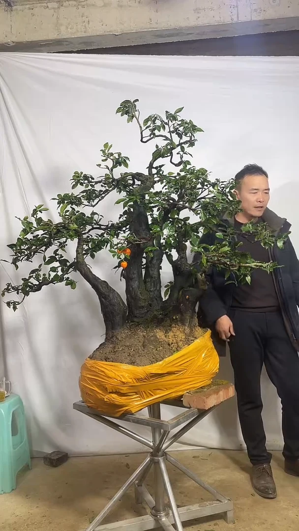 以实际为准金弹子 盆栽 盆景 一物一拍