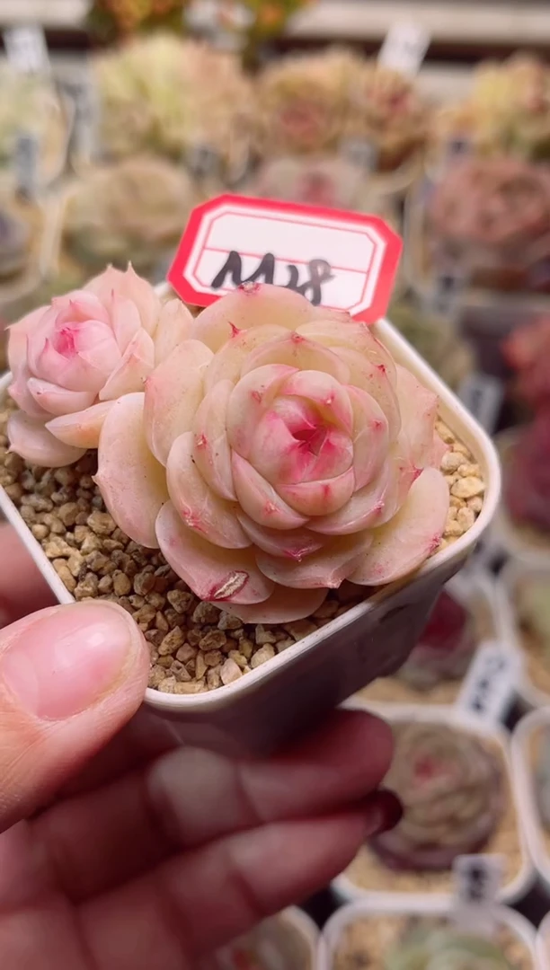 【闪购商品】M28奶豆一物一拍