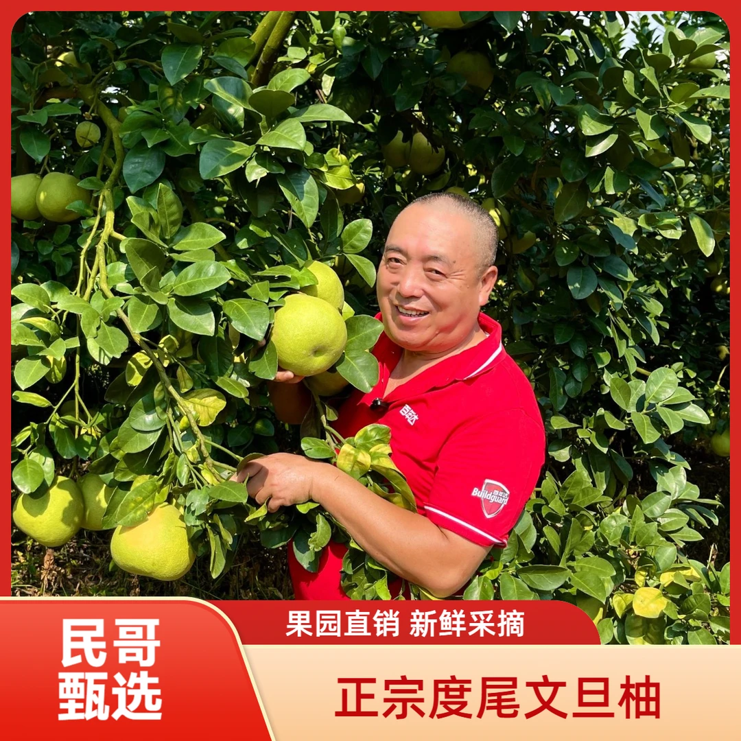 【民哥臻选】福建仙游度尾文旦柚红心柚当季多汁现摘现发新鲜水果