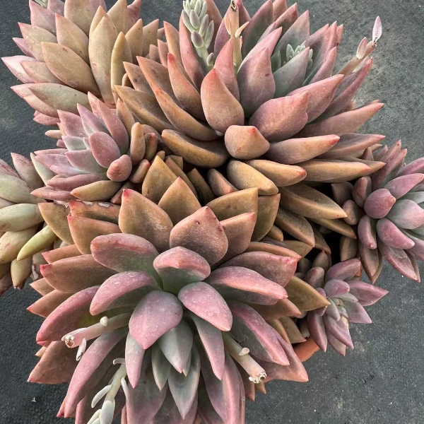 桃花源  精品多肉植物 新手好栽 好养 云南发货