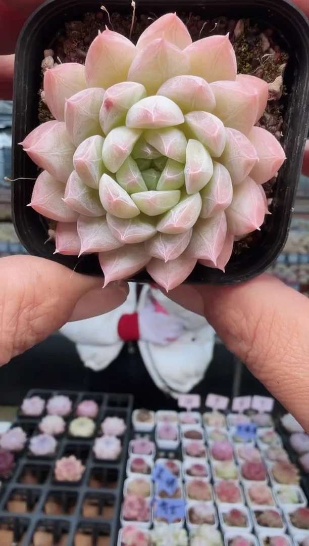 东云多肉园新款-63